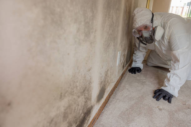 Best Emergency Mold Remediation in USA